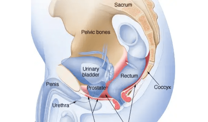 Service Provider of Premature Ejaculation Ayurvedic Treatment in New Delhi, Delhi, India.